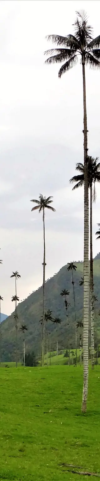 Wandern zwischen den Wachspalmen im Cocora-Tal